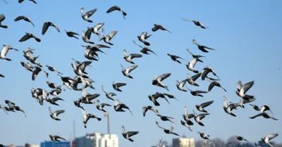 Illustration kits - Image 1