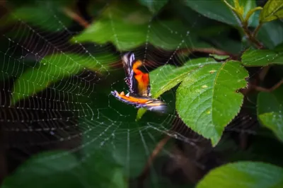 Illustration tangling - Image 1