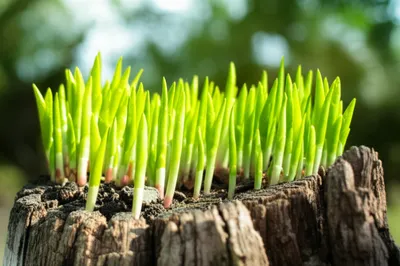 Illustration coppice - Image 1