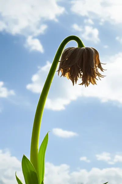 Illustration rebounds - Image 1