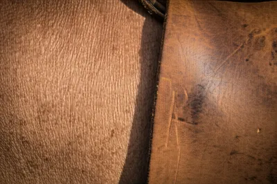 Illustration leathery