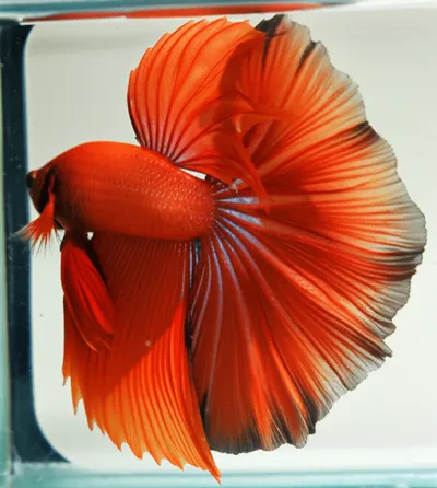 Illustration fishtail - Image 1