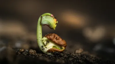 Illustration chits - Image 1