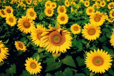 Illustration shadowing - Image 1