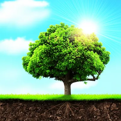 Illustration boomed - Image 1