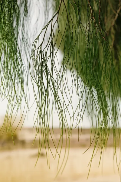 Illustration she-oaks - Image 1