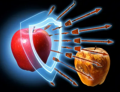 Illustration antioxidants - Image 2