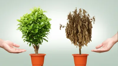 Illustration taken - Image 1