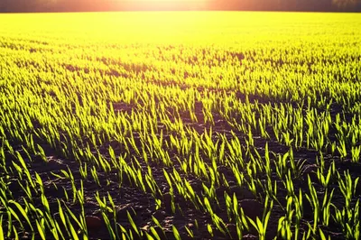 Illustration fronts - Image 1