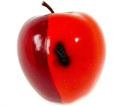 Illustration varnish - Image 1