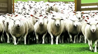 Illustration conformist - Image 1