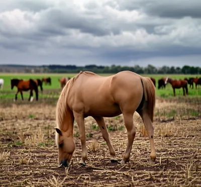 Illustration gelding - Image 1
