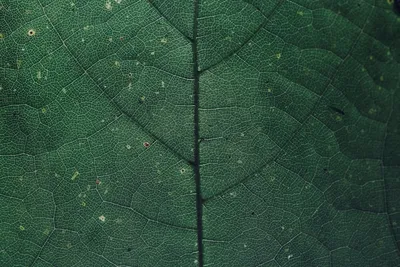 Illustration chlorophyll - Image 2