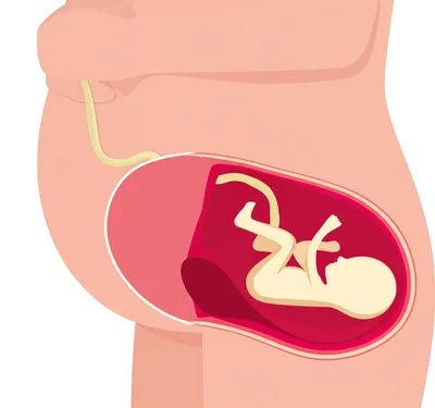 Illustration maternal - Image 1