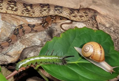 Illustration worm - Image 1