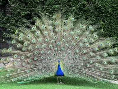 Illustration peacock - Image 2