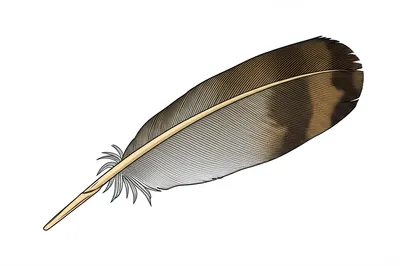 Illustration secondary