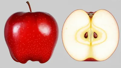 Illustration halves - Image 1