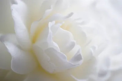 Illustration porcelain - Image 1