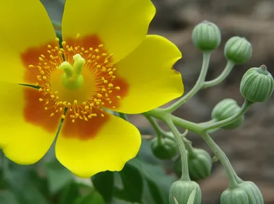 Illustration seed - Image 1