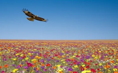 Illustration large - Image 1