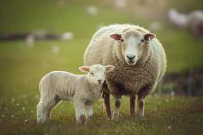 Illustration meekly - Image 1