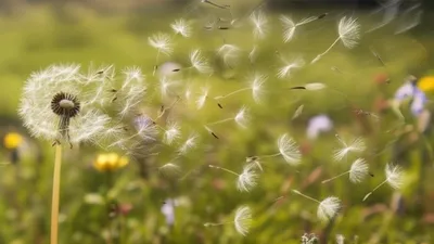 Illustration blown - Image 1