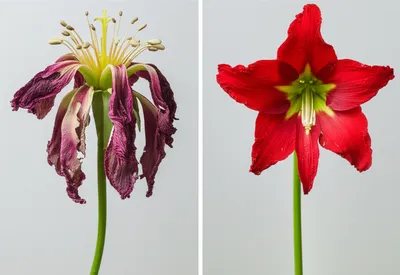 Illustration damaging - Image 1