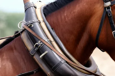 Illustration hames - Image 1