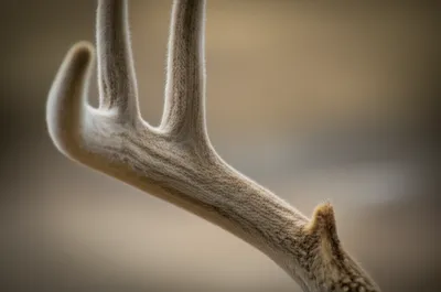 Hình ảnh minh họa velvet - Ảnh 1