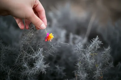 Illustration withdrawn