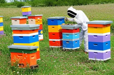 Illustration apiary - Image 2