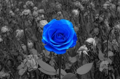 Illustration rarely - Image 1