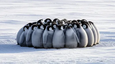 Illustration clutch - Image 1