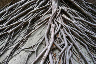 Illustration ingrained - Image 1