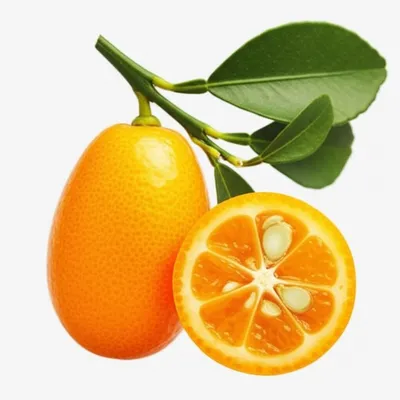 Illustration clementine