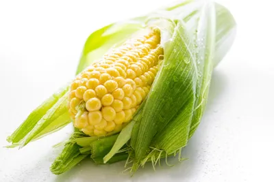 Illustration maize - Image 2