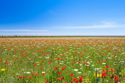 Illustration unrestricted - Image 1