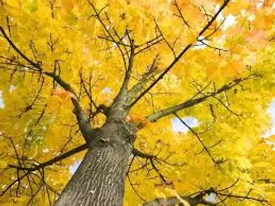 Illustration sycamore - Image 2