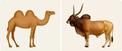 Illustration humps - Image 1