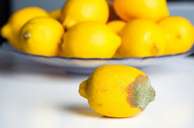 Illustration lemons - Image 1