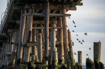 Illustration sterling - Image 1