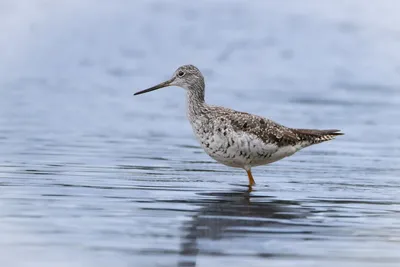 Illustration shorebird - Image 2