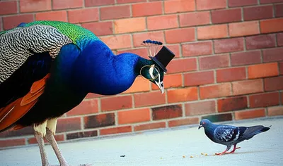 Illustration pretentious - Image 1