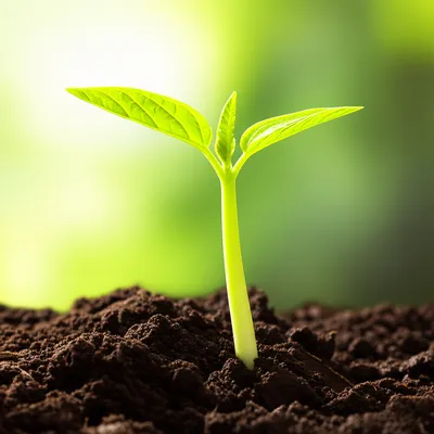 Illustration erect - Image 1