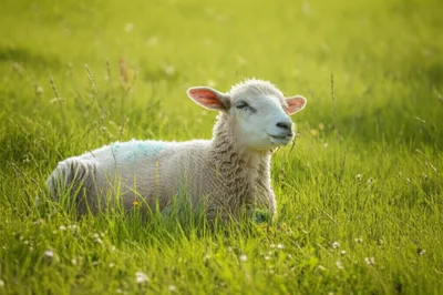 Illustration rested - Image 1