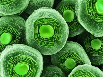 Illustration plants - Image 1