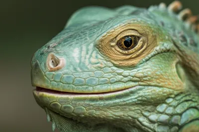 Illustration rostral - Image 1