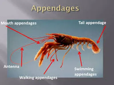 Illustration appendage - Image 2