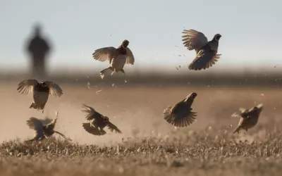 Illustration covey - Image 1